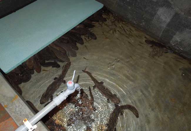 娃娃鱼能不能吃？