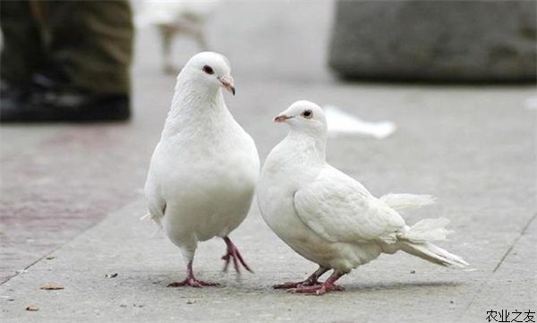 鸽子养殖的冬季饲养