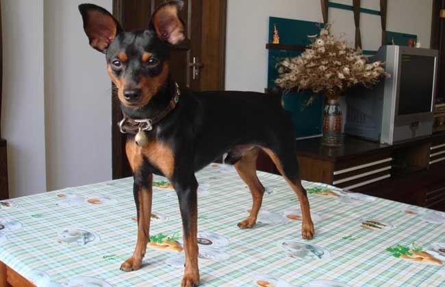 小鹿犬和吉娃娃的区别