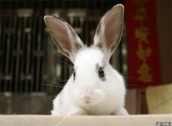 兔子养殖高产妙招
