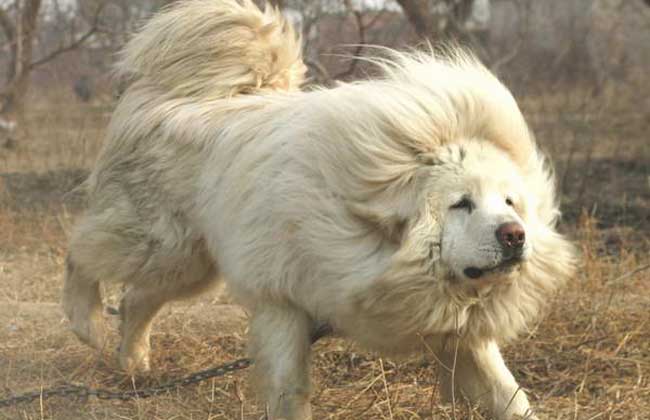 藏獒和狼谁厉害？