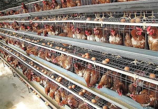 蛋鸡产期饲养方法调整