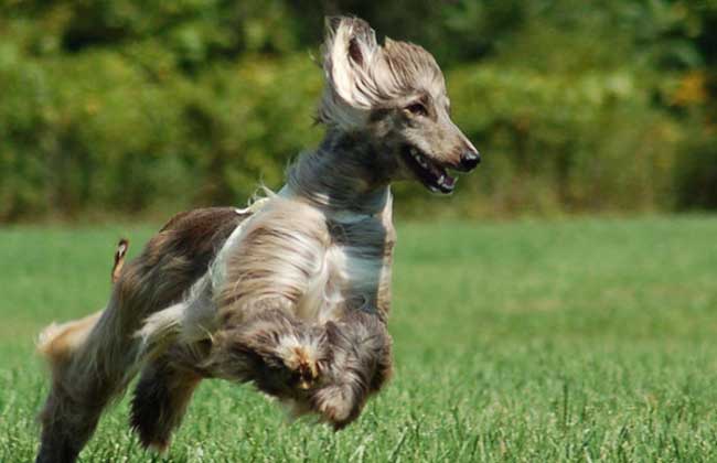 阿富汗猎犬智商高吗？