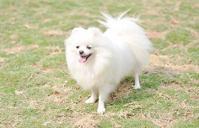 如何让博美犬活的更久？