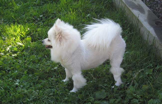 爱斯基摩犬怎么训练？