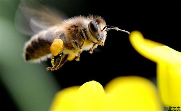 秋末蜜蜂养殖要点