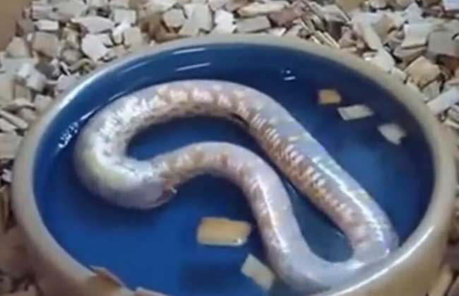 环箍蛇为什么自食其尾？