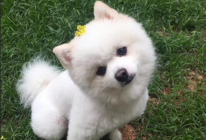 上海博美犬多少钱一只 博美犬好养吗