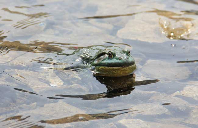 牛蛙吃什么食物？