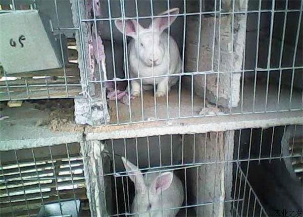 獭兔养殖八要点
