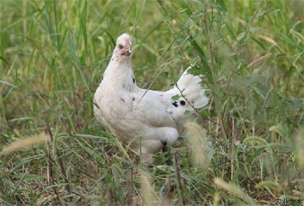 乌鸡养殖的阉割技术
