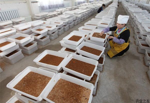 工厂化规模生产黄粉虫的风险性如何