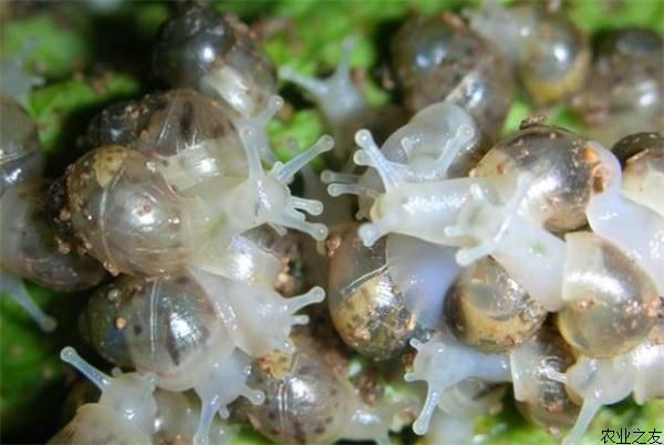 白玉蜗牛养殖的四大特点