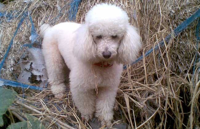 贵宾犬吃什么狗粮好？