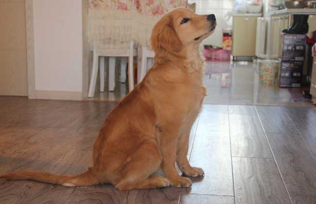 金毛犬和拉布拉多哪个好？