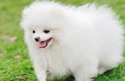 博美犬怎么养 养博美犬要注意什么
