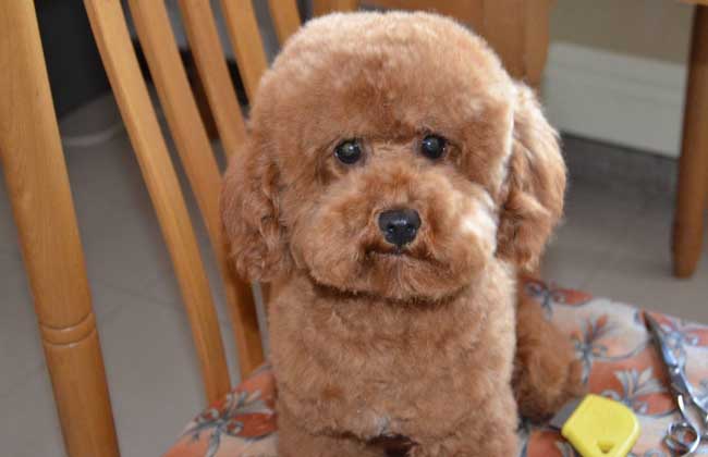 贵宾犬吃什么狗粮好？