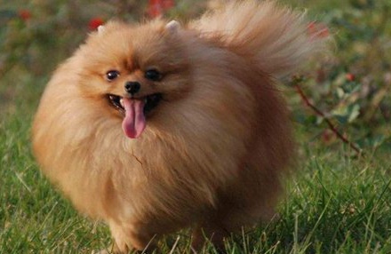 博美犬怎么养 养博美犬要注意什么