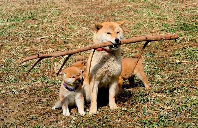 日本柴犬怎么训练？