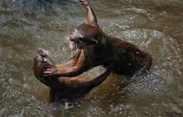 水獭领地争夺拳击战