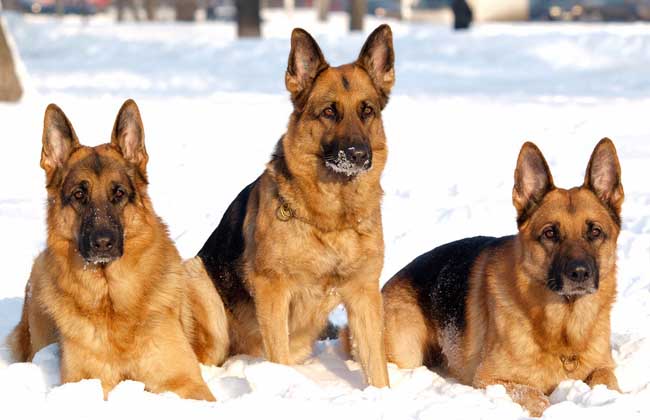 德国牧羊犬怎么养？
