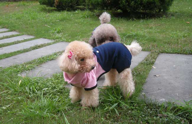 贵宾犬咳嗽怎么办？
