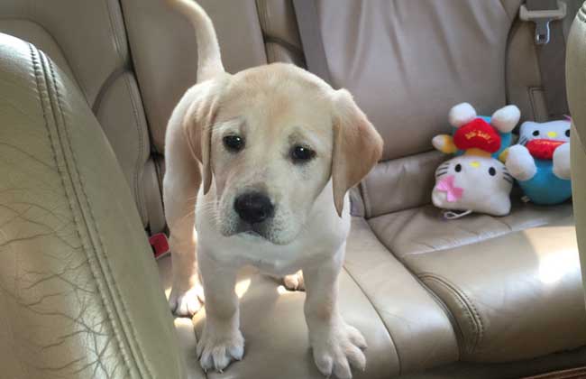 拉布拉多犬有哪些优缺点？