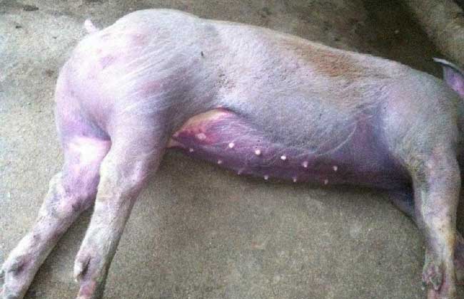 猪丹毒防治方法