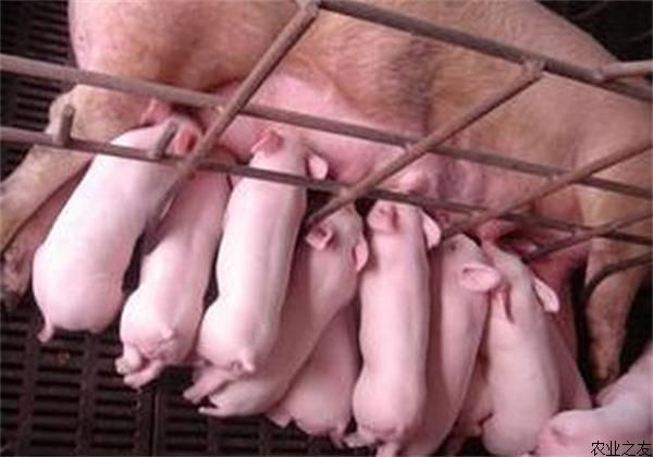哺乳仔猪的保育管理措施
