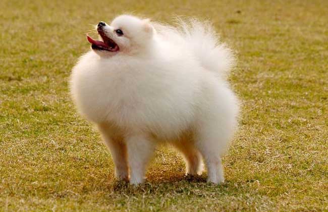 如何让博美犬活的更久？