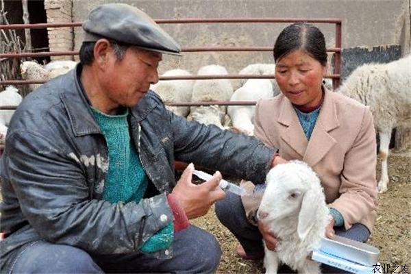 养羊疾病防疫需要做那些疫苗