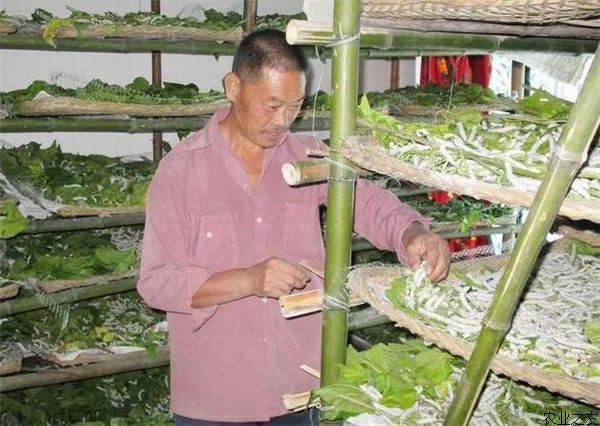养蚕要牢记六要点