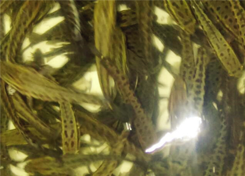 1两到2两草鱼苗多少钱 鱼苗批发价格