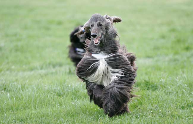 阿富汗猎犬选购方法