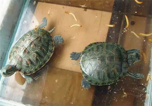 家养乌龟怎么过冬 乌龟吃什么最好