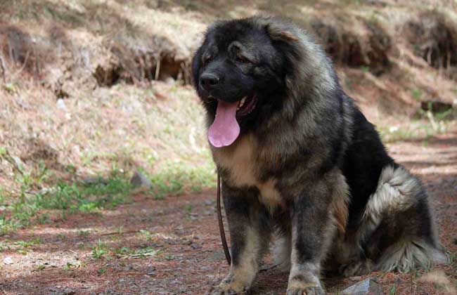 高加索犬战斗力怎么样？