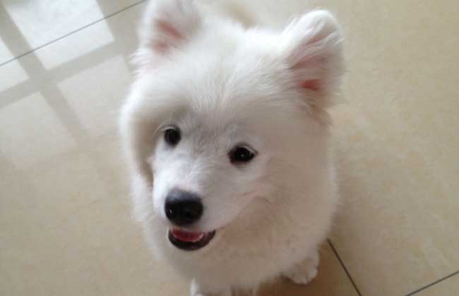 犬瘟热会传染人吗？