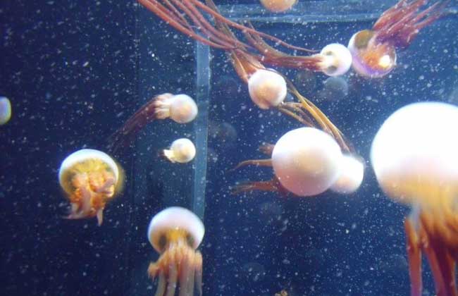 海蜇有毒吗？