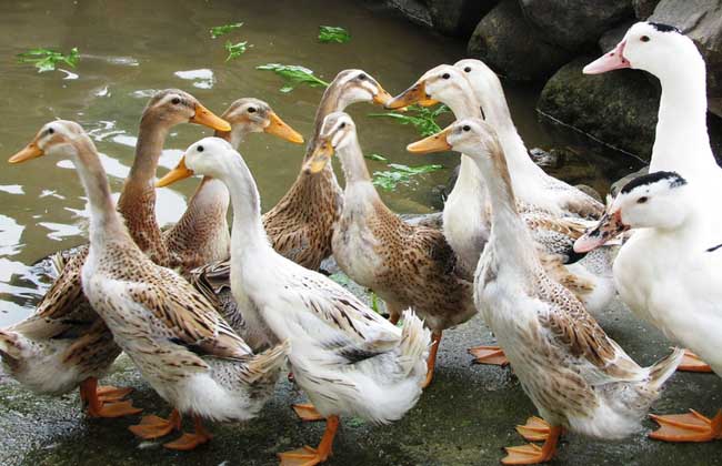 肉鸭养殖技术_0