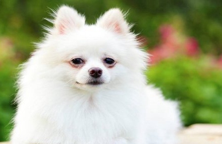 博美犬怎么养 养博美犬要注意什么