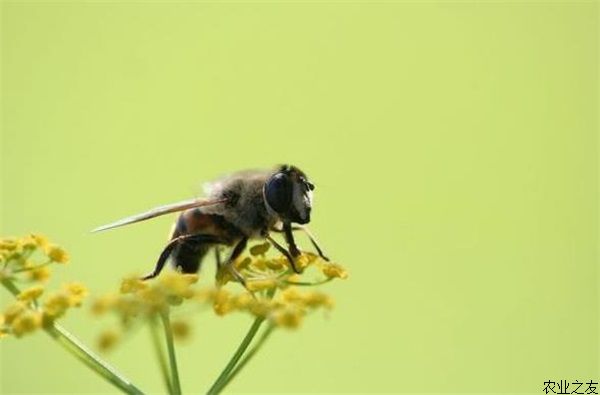 蜜蜂孢子虫病的防治方法