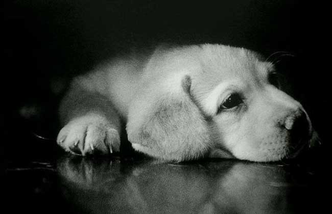 导盲犬小Q是什么狗？