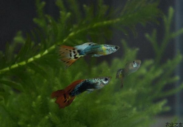 孔雀鱼用药法则详解
