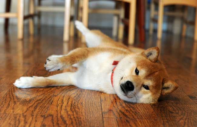 日本柴犬怎么养？