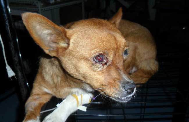 犬瘟热初期症状有哪些？