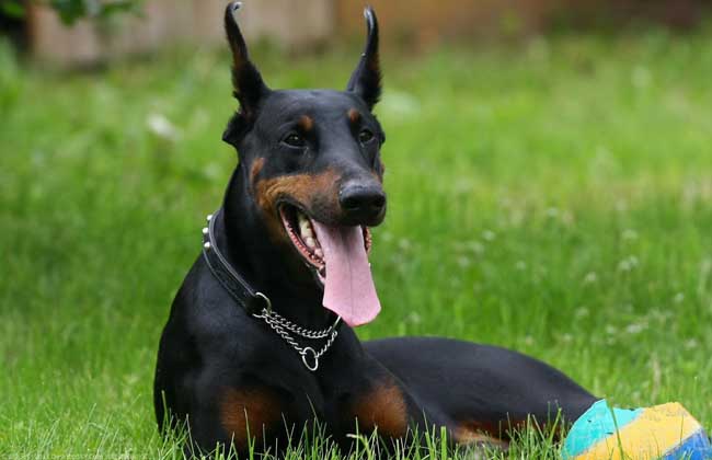 杜宾犬打架凶吗？