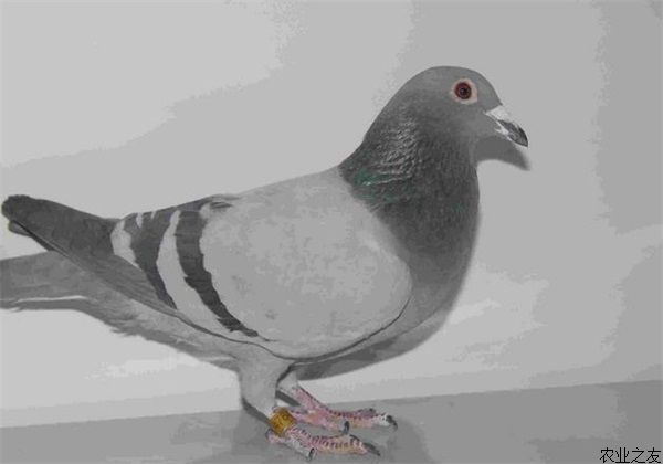 鸽子肝肿病的防治