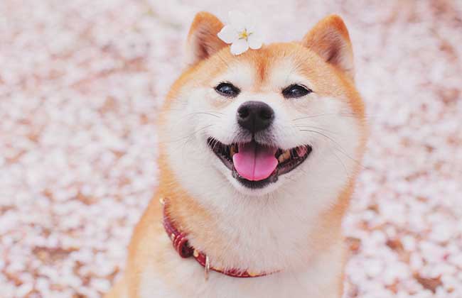 柴犬的智商排多少名？