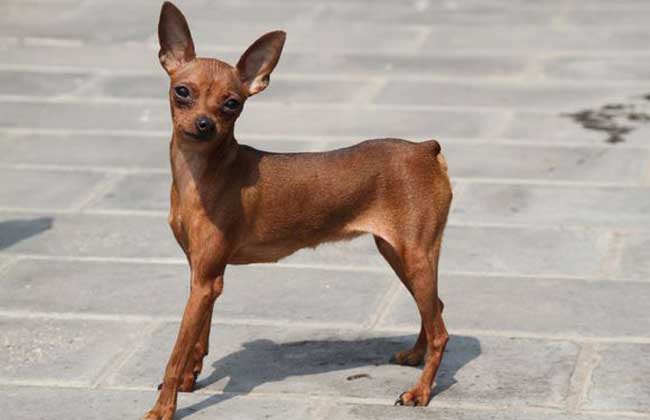 小鹿犬和吉娃娃的区别