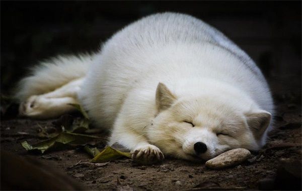 狐狸的螨病